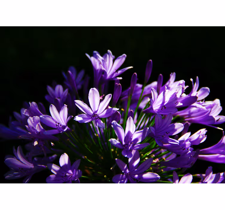 Purple Floral Beauty flower wall mural - TenStickers