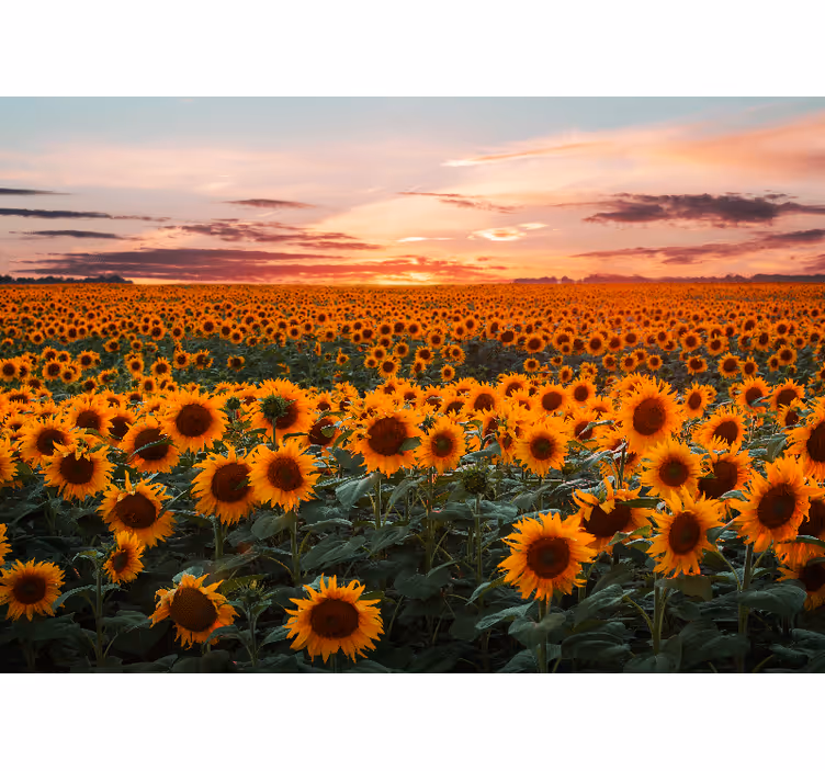 Sunflower Meadow Dusk flower wall mural - TenStickers