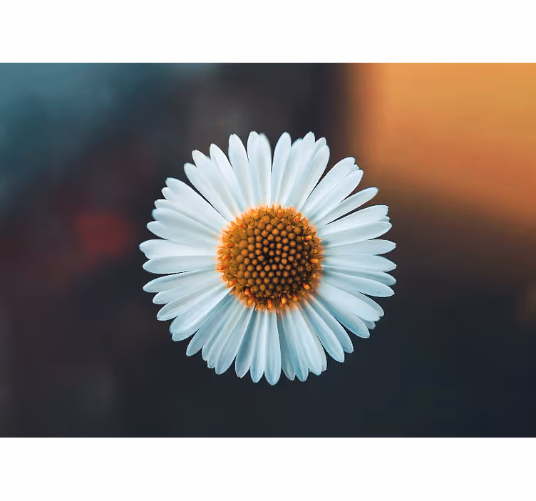 Single daisy nature wall mural - TenStickers