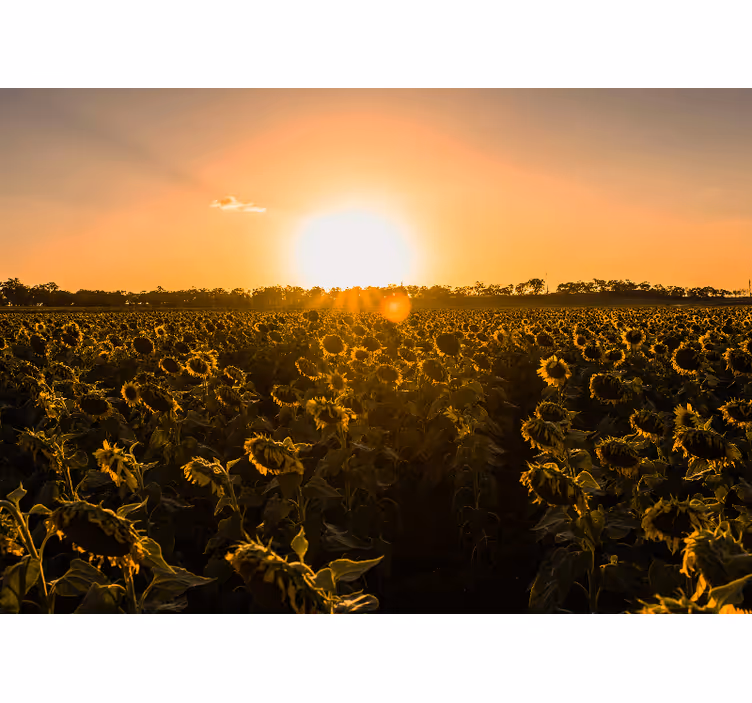 Flower wall mural sunflower meadow at twilight - TenStickers