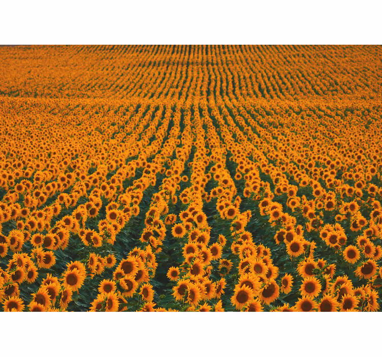 Sunflower meadow flower wall mural - TenStickers