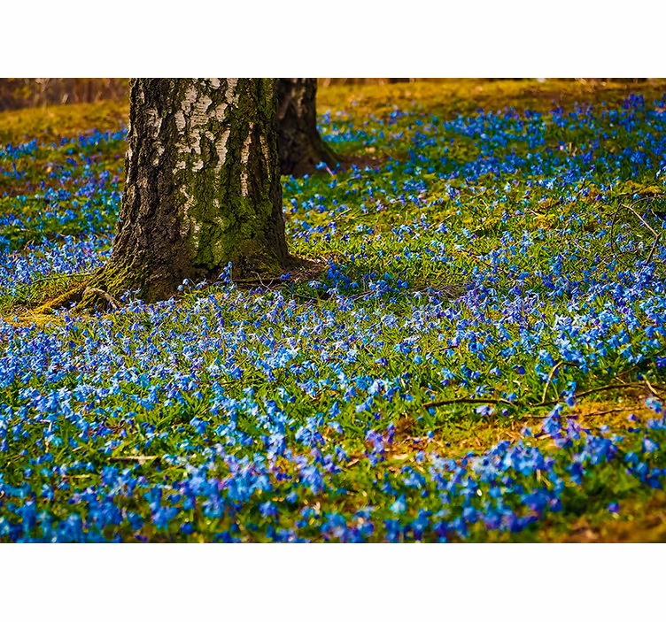 Flower wall mural bluebell meadow scene - TenStickers
