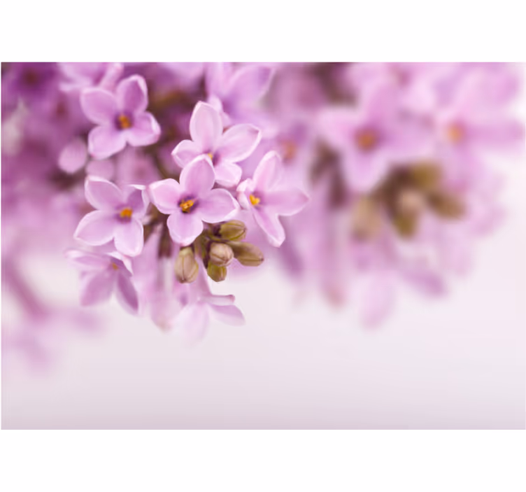Flower wall mural delicate lilac blooms - TenStickers