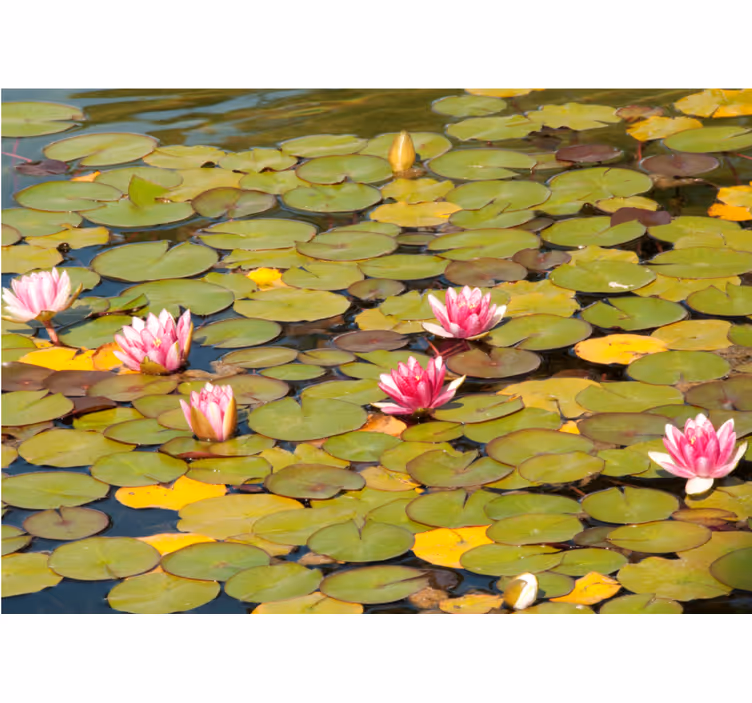Flower wall mural water lily blooms - TenStickers
