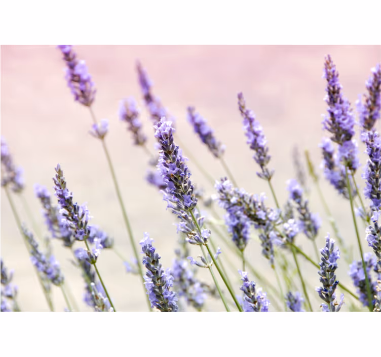 Flower wall mural lavender floral elegance - TenStickers