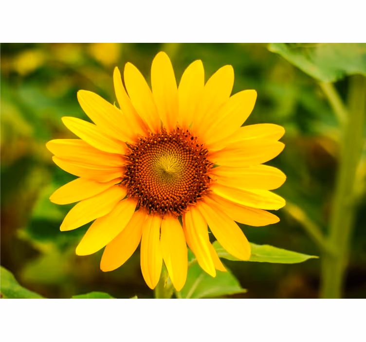 One simple sun flower wall mural - TenStickers