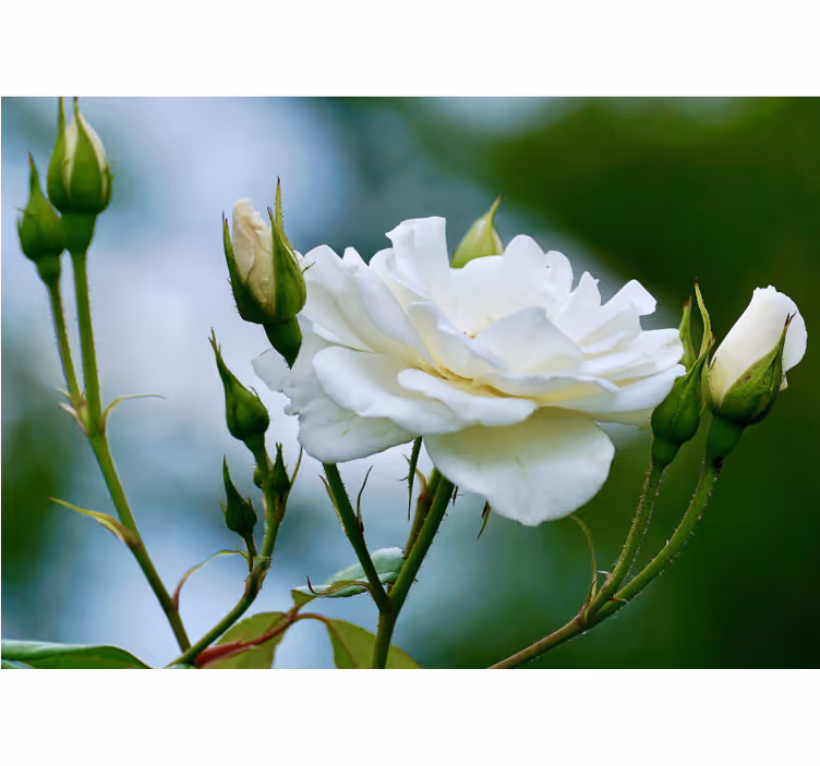 Elegant White Rose flower wall mural - TenStickers