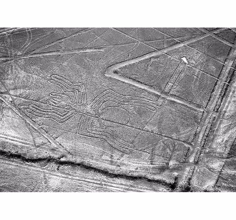 Animal wall mural nazca spider geoglyph - TenStickers