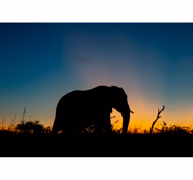 Animal wall mural elephant silhouette sunset - TenStickers
