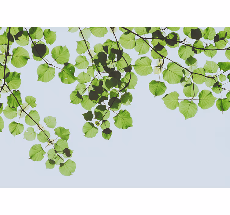 Tree mural leafy branches canopy - TenStickers