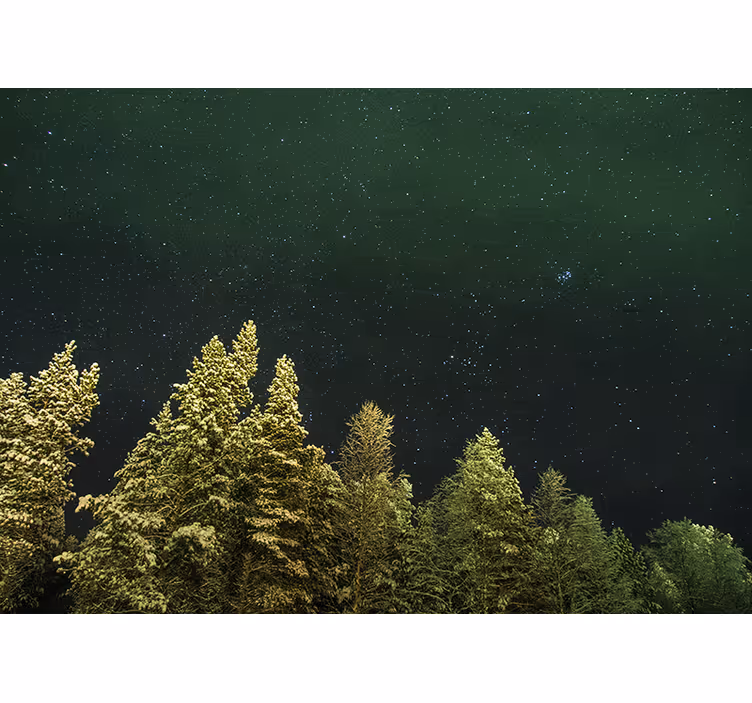 Starry pine forest forest wall mural - TenStickers
