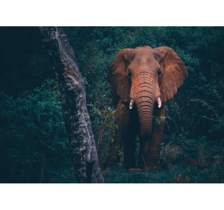 Animal wall mural majestic elephant presence - TenStickers