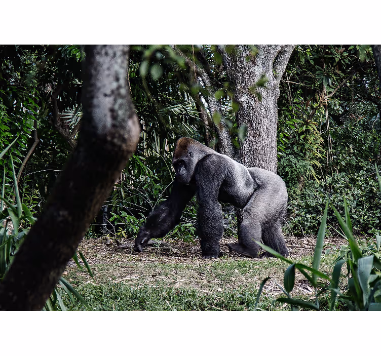 Animal wall mural majestic gorilla strolling - TenStickers