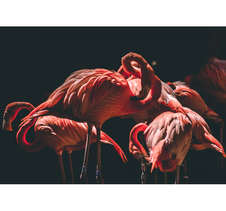 Rim lighted flamingos living room wall mural - TenStickers