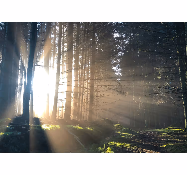Forest wall mural illuminated forest path - TenStickers