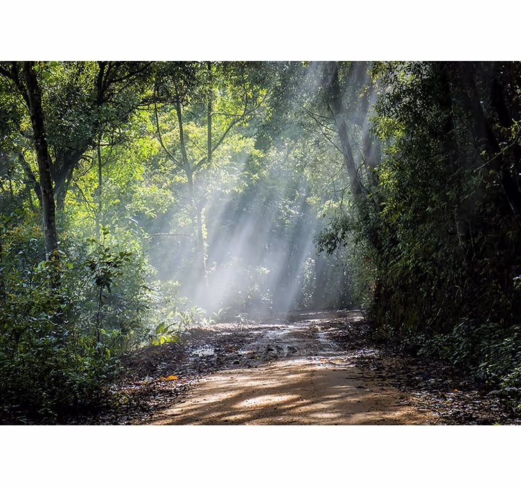 Nature wall mural luminous woodland path - TenStickers