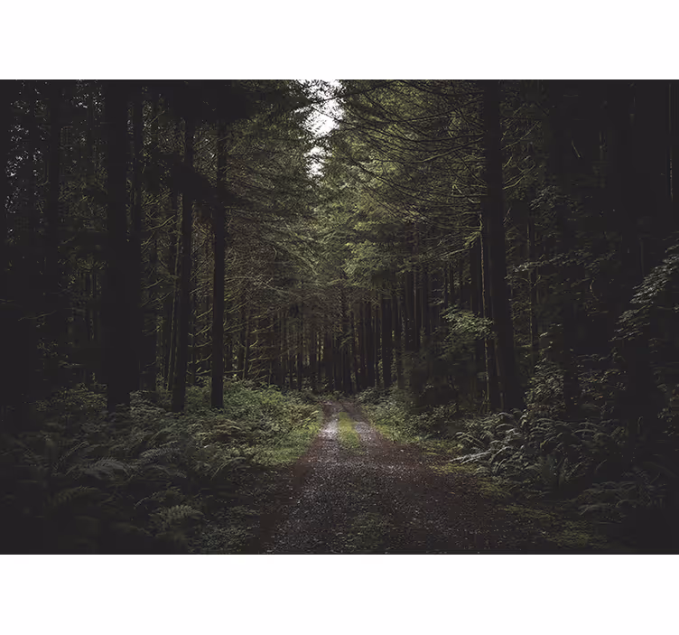 Nature wall mural verdant woodland path - TenStickers
