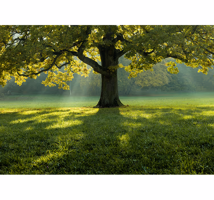 Nature wall mural majestic tree silhouette - TenStickers