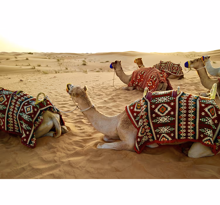 Desert wall mural camels in the desert - TenStickers