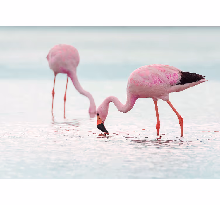 Animal wall mural flamingo feeding scene - TenStickers