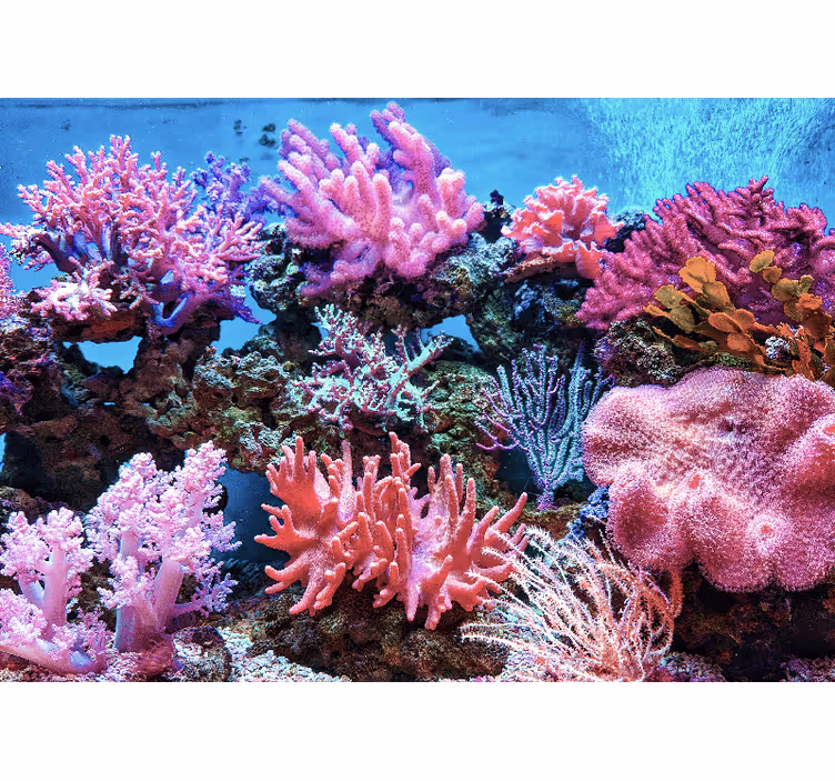 Aquatic Coral Scene sea animals wall mural - TenStickers