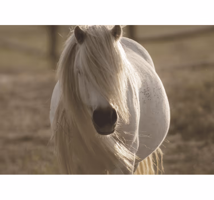 Animal wall mural regal white steed - TenStickers