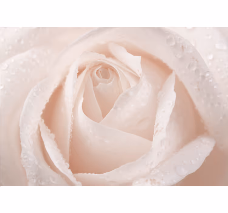 Delicate White Blossom rose wall mural - TenStickers