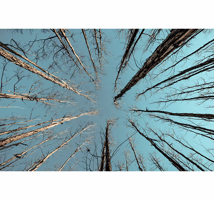 Tree mural of trees reaching the sky - TenStickers