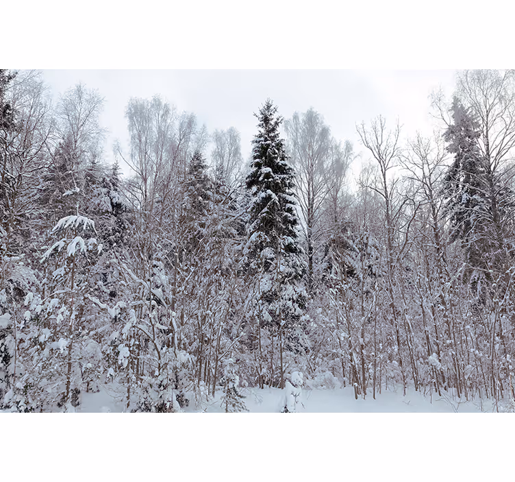 Winter woodland scene forest wall mural - TenStickers