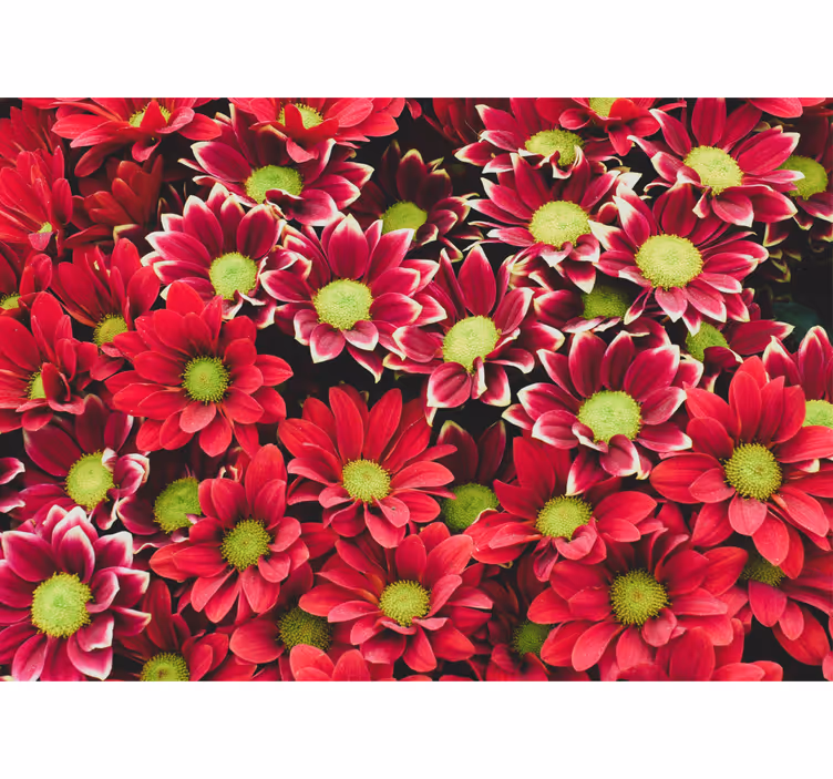 Crimson blossom composition flower wall mural - TenStickers