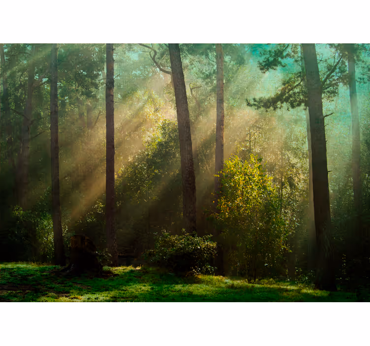 Forest wall mural enchanting forest scene - TenStickers