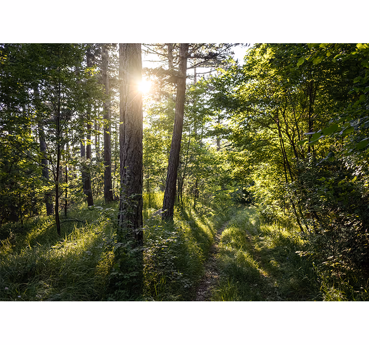 Sunny day in the woods Forest Wall Mural - TenStickers