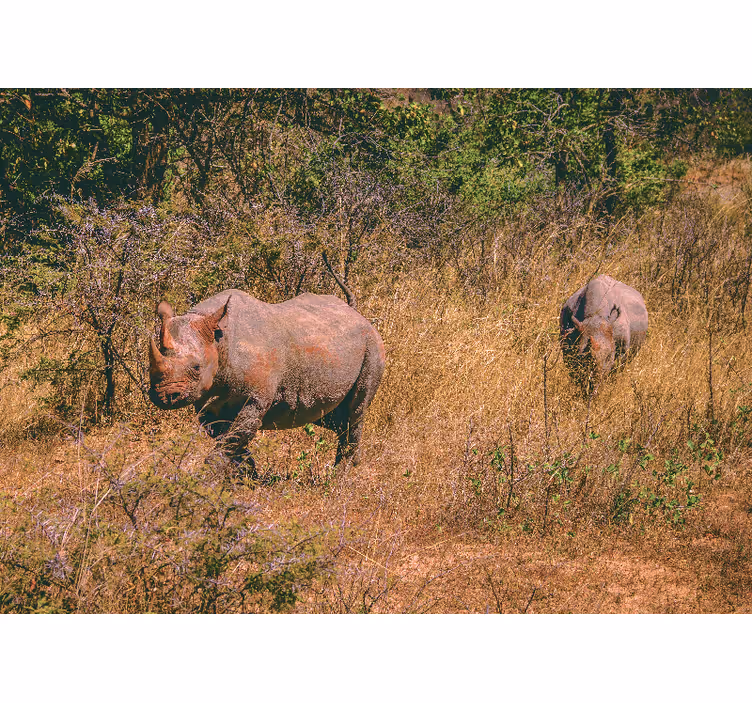 Animal wall mural rhinos in grassland - TenStickers