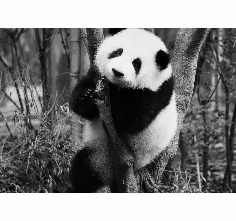 Animal wall mural panda in tree - TenStickers