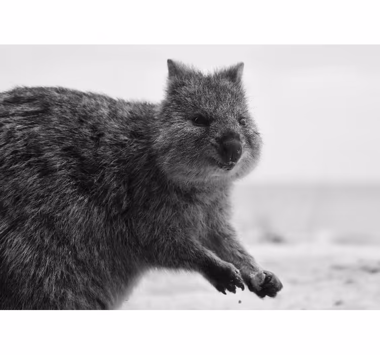 Animal wall mural close-up wombat expression - TenStickers