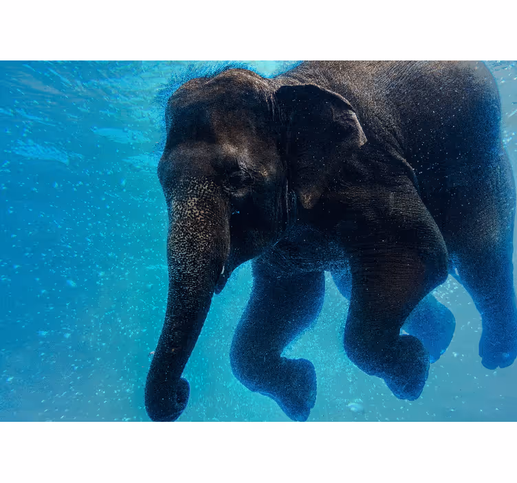 Sea animals wall mural underwater elephant - TenStickers