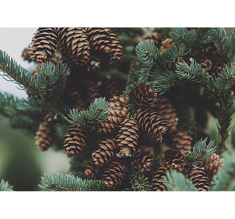 Pines cones on tree Christmas wall mural - TenStickers