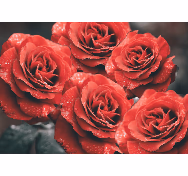 Flower wall mural crimson rose blooms - TenStickers