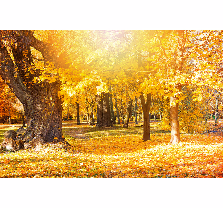 Autumn forest nature wall mural - TenStickers