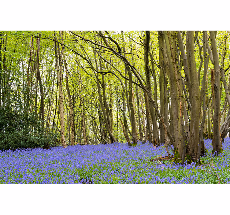 Forest wall mural vibrant green trees - TenStickers