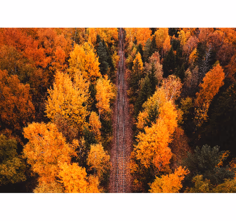 Autumn woodland trail landscape wall mural - TenStickers