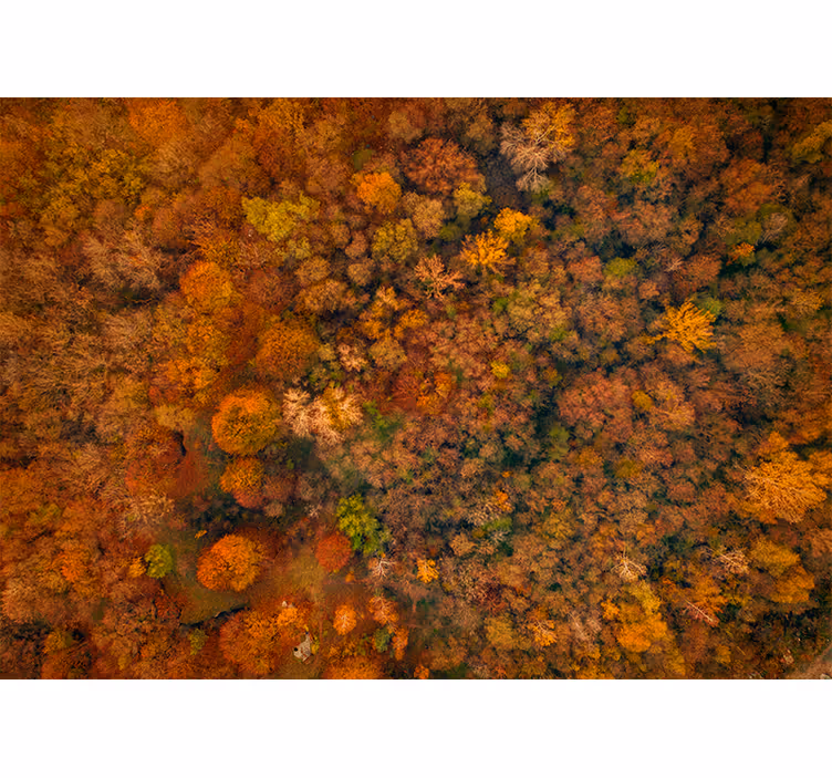 Nature wall mural autumn canopy perspective - TenStickers