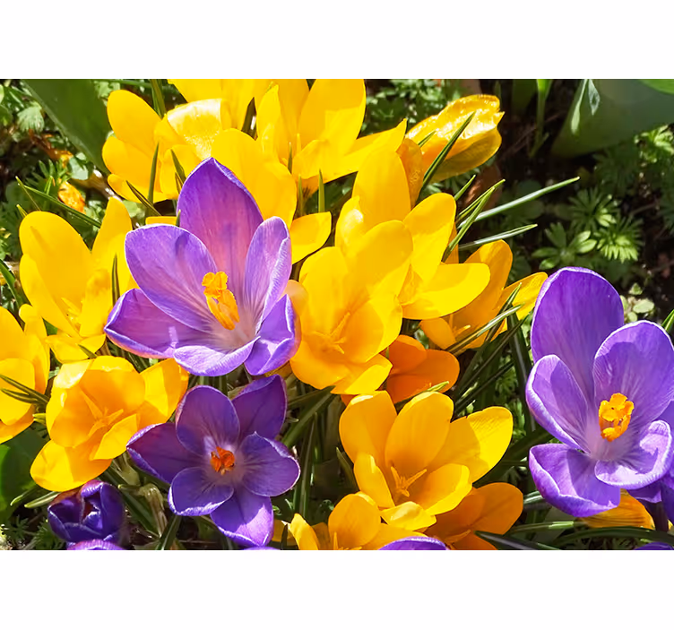 Flower wall mural colorful crocus blooms - TenStickers