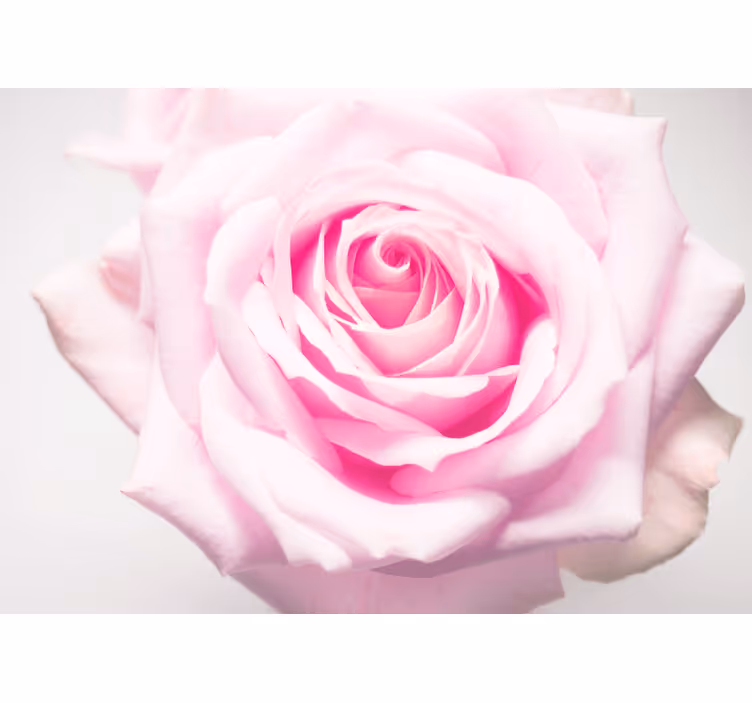 Poppy wall mural soft pink rose - TenStickers