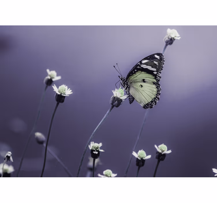 Flower wall mural butterfly on flowers - TenStickers