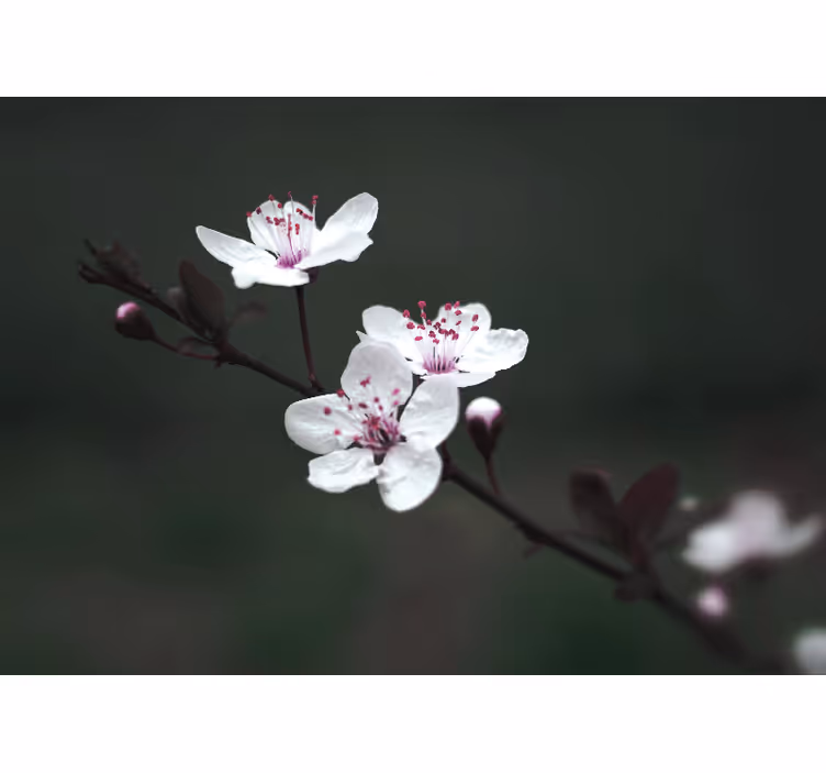 Poppy wall mural cherry blossom branch - TenStickers