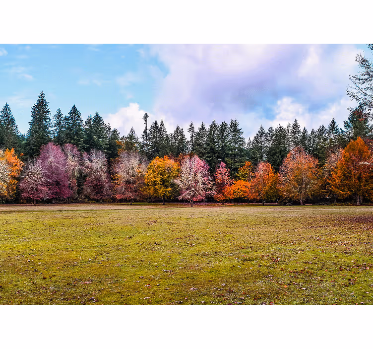 Nature wall mural colorful autumn forest - TenStickers