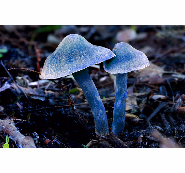 Nature wall mural unique mushroom shapes - TenStickers