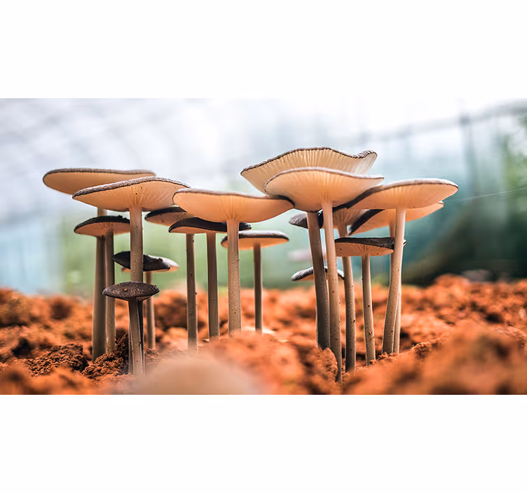 Mushroom Cluster Scene wall mural - TenStickers