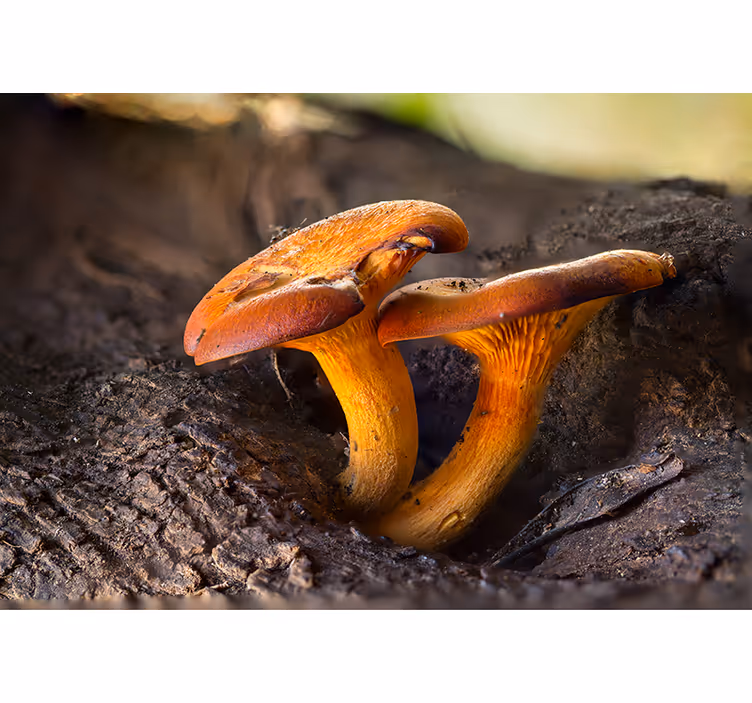 Forest wall mural mushroom nature scene - TenStickers